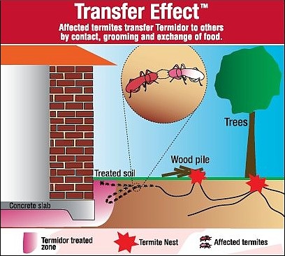 Termidor transfer effect
