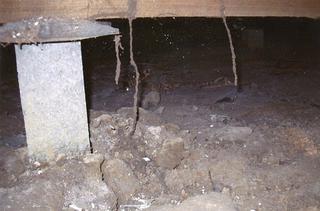 Multiple termite columns bypassing concrete stumps