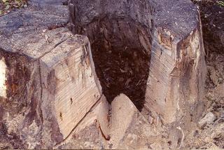 Termites in a tree stump - Termites love treestumps