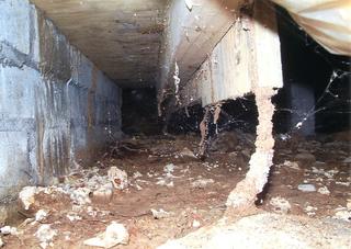 Termite Column - A termite freeway into your house