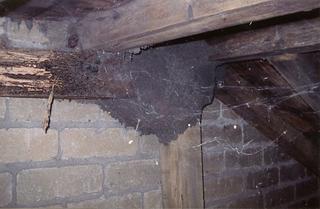 Termite nest under a house