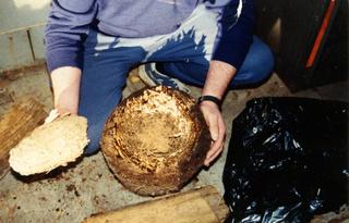 Termite nest