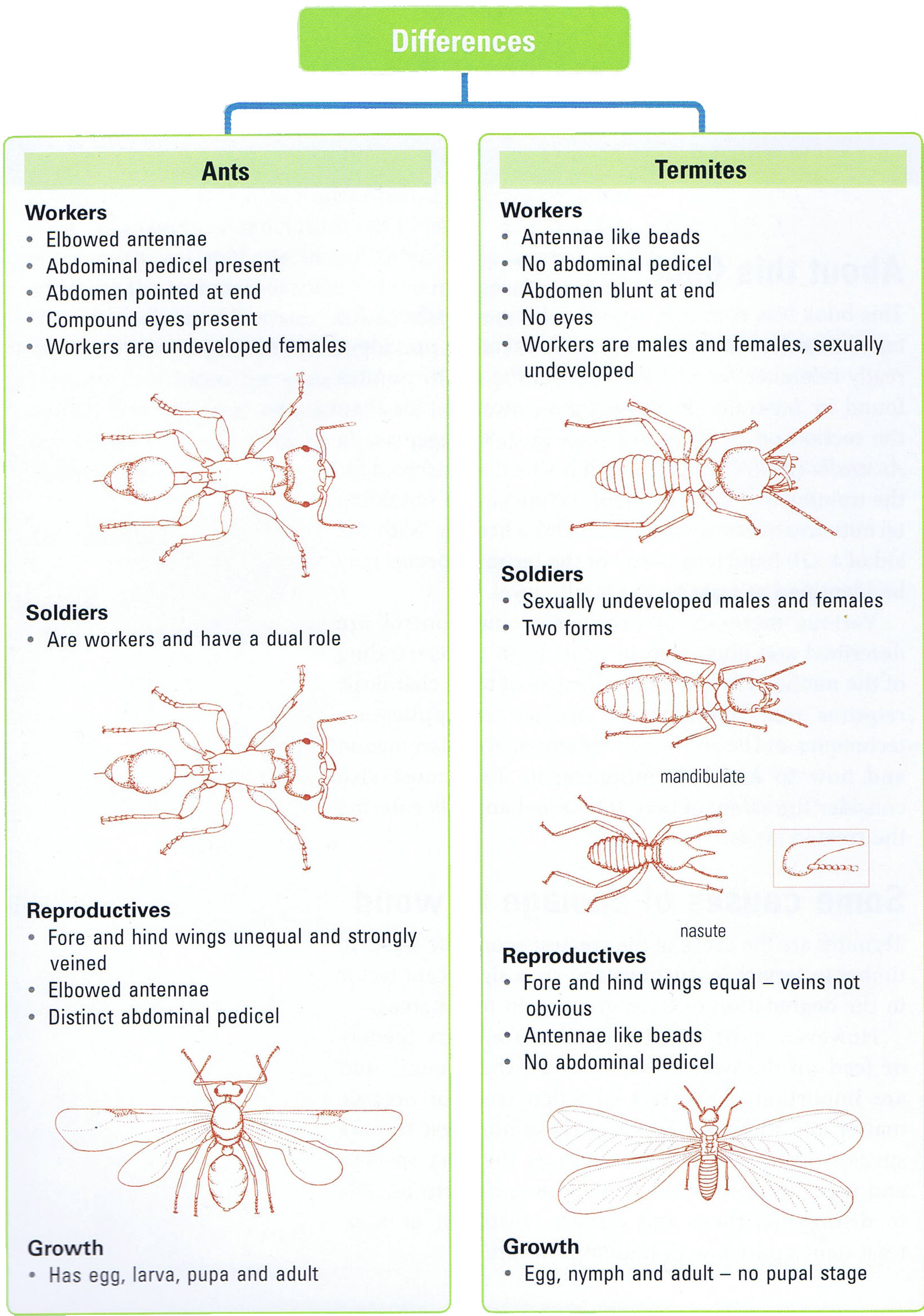 Termite Lifecycle