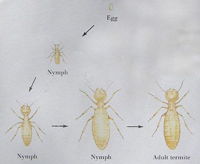 Termite Lifecycle