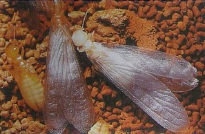 Winged termites