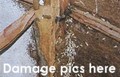 See images of termite damage